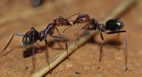 Ants Control Service in Florida